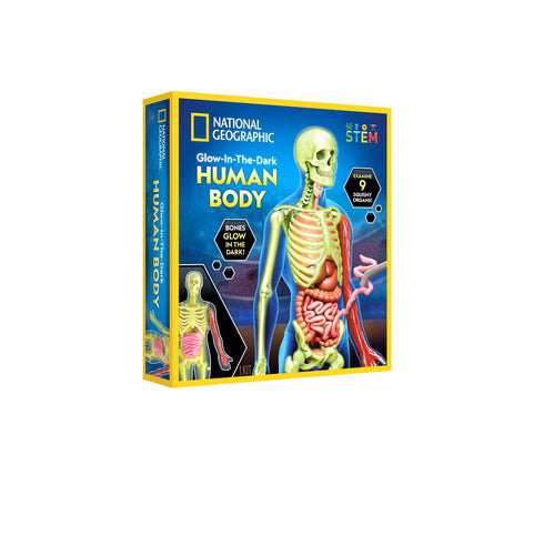 Human Body Model Kids Toy