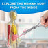 Human Body Model Kids Toy