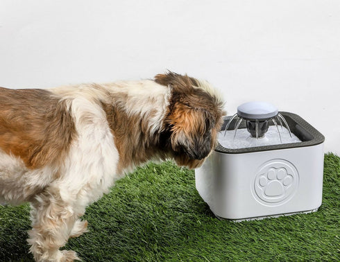 Pet Water Fountain in White