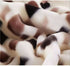 2Ply High Quality Extreme Warm Winter Blanket