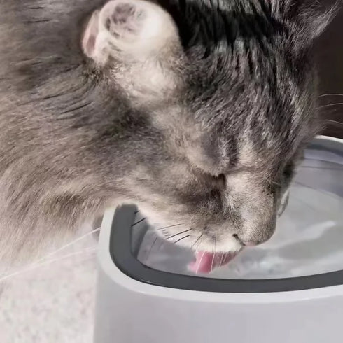 Pet Drinking Fountain Bowl