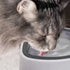 Pet Drinking Fountain Bowl