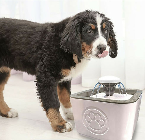 Portable Pet Dog And Cat Automatic Water Fountain - Set of 2